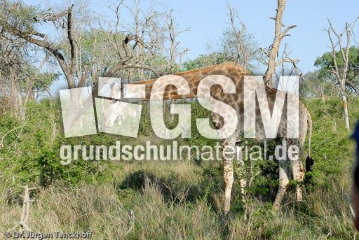 Giraffe (48 von 94).jpg